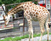 旭山動物園&チョイス