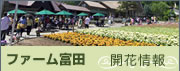 ファーム富田：開花情報