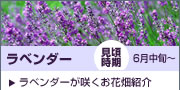 ラベンダー