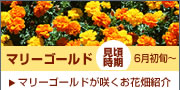 マリーゴールド