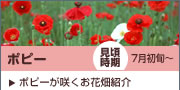ポピー