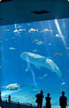 沖縄美ら海水族館