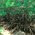 タナガーグムイ　植物群落