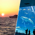 サンセットクルーズor沖縄美ら海水族館