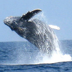 ホエールウォッチングツアー