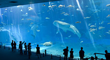 沖縄美ら海水族館のジンベエザメ