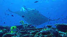 マンタウォッチングシュノーケリングツアー