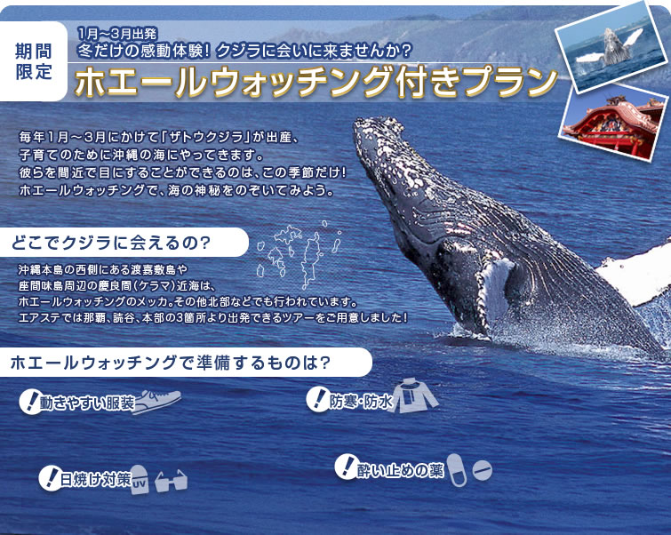 1月～3月出発：ホエールウォッチング付きプラン